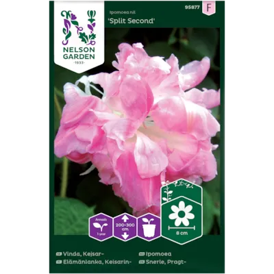 Frø ipomoea Split Second