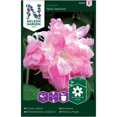 Frø ipomoea Split Second