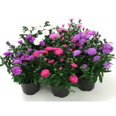 Aster Novi Belgii