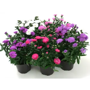 Aster Novi Belgii