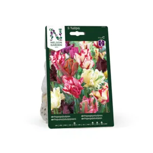 Høstløk papegøyetulipan