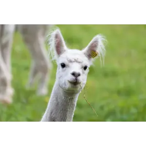 Tilskuddsfôr Kamelide 25 kg