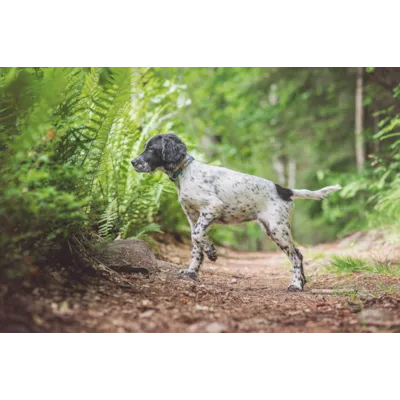 Halsbånd Tumble blå XS, bilde 4