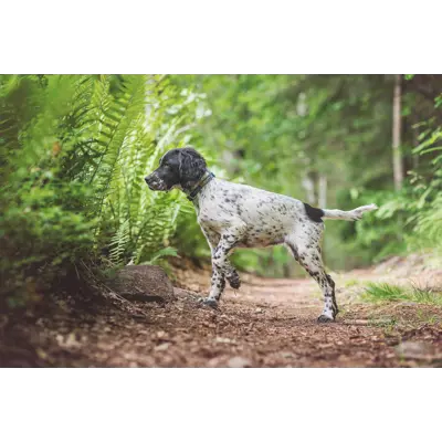 Halsbånd Tumble blå XS, bilde 4