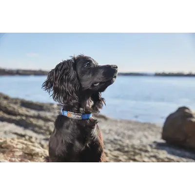 Halsbånd Tumble blå XS, bilde 3