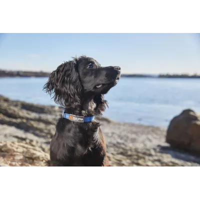 Halsbånd Tumble blå XS, bilde 3