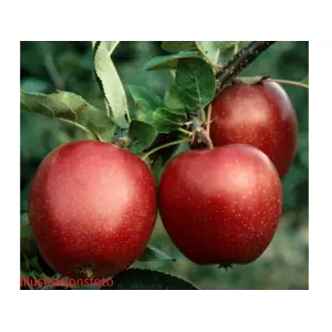 Hageeple Summerred