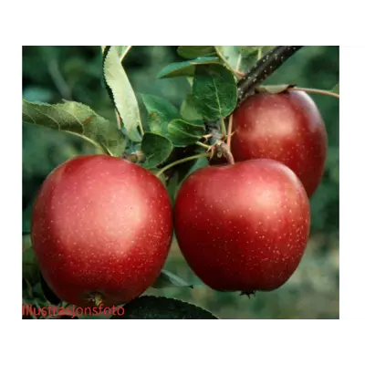 Hageeple Summerred