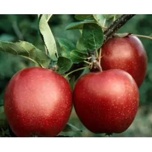 Hageeple Summerred
