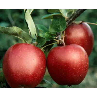 Hageeple Summerred