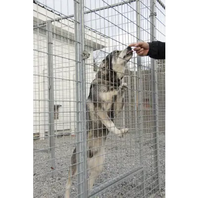 Dørelement til hundegård, bilde 5