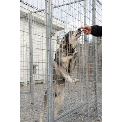 Dørelement til hundegård, bilde 5