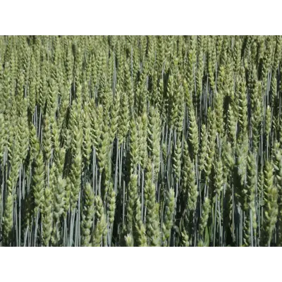 Festus Kl C2 Vårhvete 600 kg