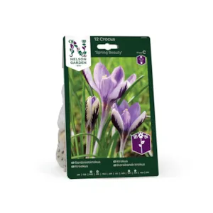 Høstløk krokus Spring Beauty