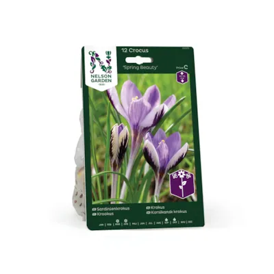 Høstløk krokus Spring Beauty