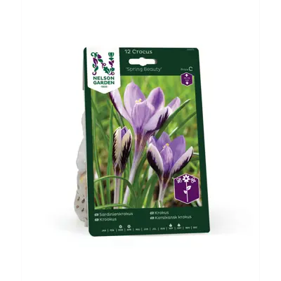 Høstløk krokus Spring Beauty