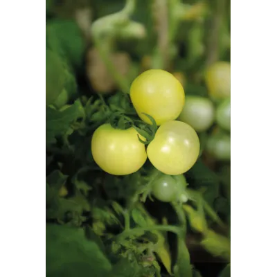 Frø cherrytomat potte Balconi Yellow, bilde 2