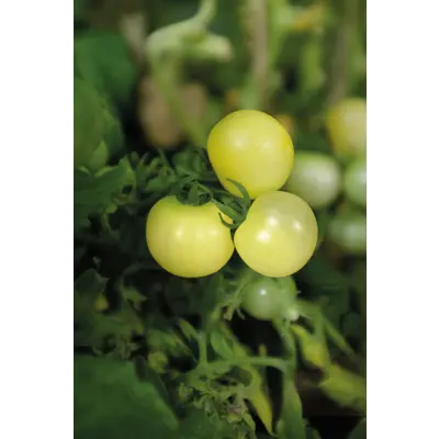 Frø cherrytomat potte Balconi Yellow, bilde 2