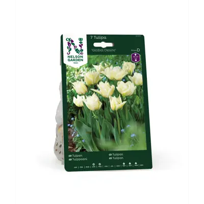 Høstløk tulipan Global Desire