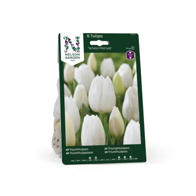 Høstløk tulipan White Marvel