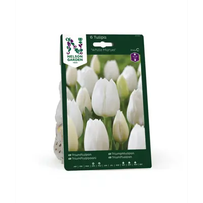 Høstløk tulipan White Marvel