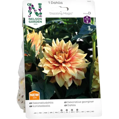 Vårløk dekorative georginer Dazzling Magic