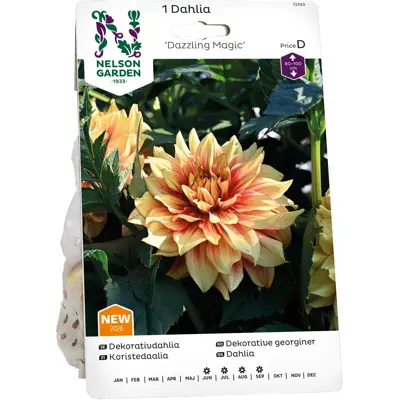 Vårløk dekorative georginer Dazzling Magic