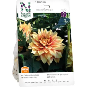 Vårløk dekorative georginer Dazzling Magic