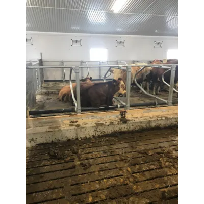 Liggebåsskiller, bilde 2