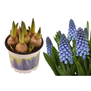 Perleblomst