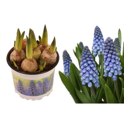 Perleblomst, bilde 2