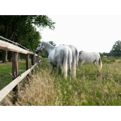 Gjerdestolpe impregnert 6x250 cm 126 stk, bilde 5