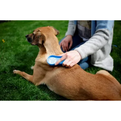 Børste blå, bilde 3