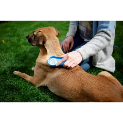 Børste blå, bilde 3