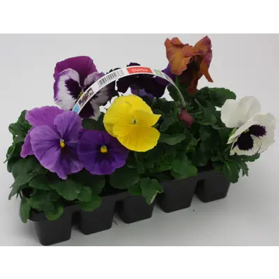 Stemor Viola Hybrid 10-pk, bilde 6