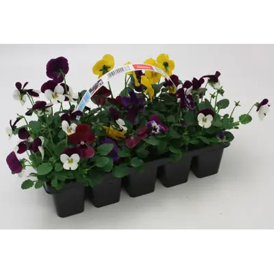Stemor Viola Hybrid 10-pk, bilde 2