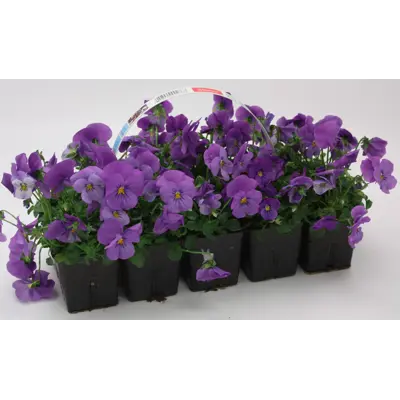 Stemor Viola Hybrid 10-pk, bilde 3