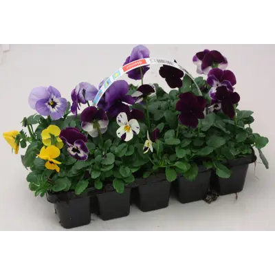 Stemor Viola Hybrid 10-pk, bilde 4