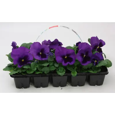 Stemor Viola Hybrid 10-pk, bilde 5