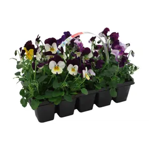 Stemor Viola Hybrid 10-pk