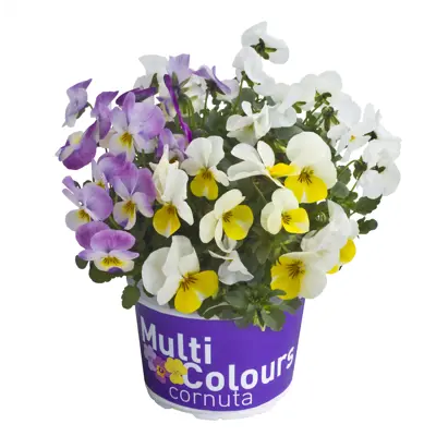 Stemor Viola Hybrid flerfarget
