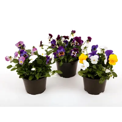 Stemor Viola Hybrid flerfarget, bilde 2