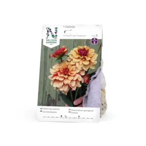 Vårløk dekorative georginer Cream de Cognac