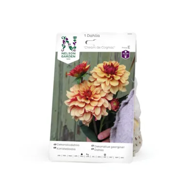 Vårløk dekorative georginer Cream de Cognac