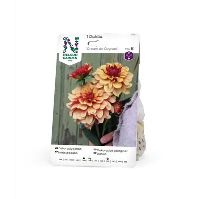 Vårløk dekorative georginer Cream de Cognac