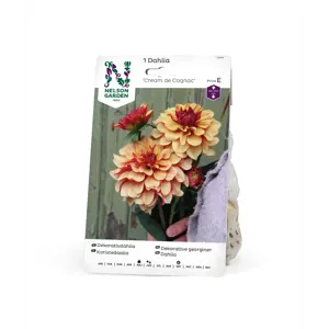 Vårløk dekorative georginer Cream de Cognac