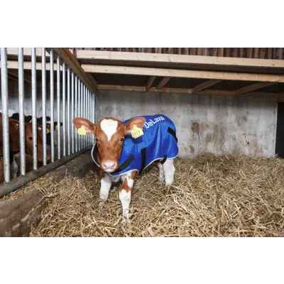 Kalveteppe blå, bilde 2