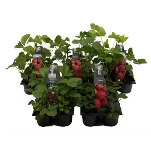 Jordbær Fragaria 6 pk