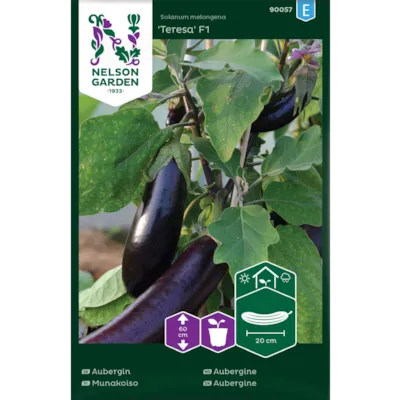 Frø aubergine Teresa