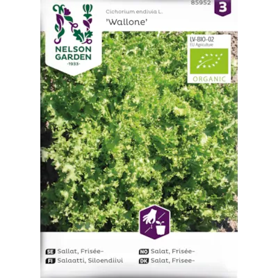Frø salat Krusendiv Wallone økologisk